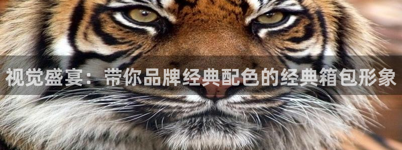 卧龙娱乐属于哪个集团